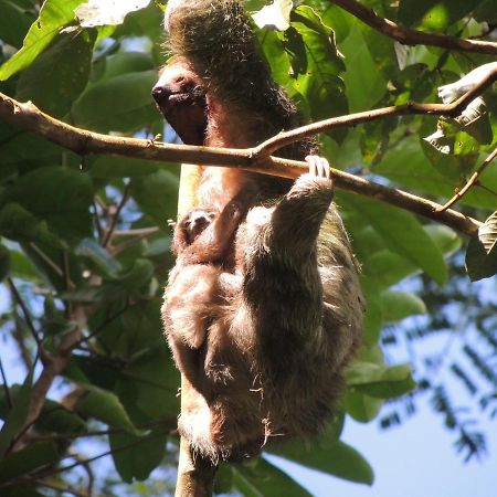 Cabanas Montanas Del Tenorio Rio Celeste エクステリア 写真